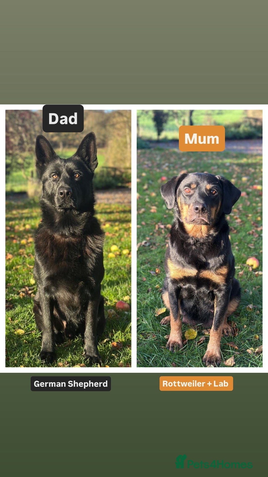 Mixed Breed dogs for sale: 4 Beautiful Hybrid German Shepherd/Rotti puppies - Advert 2