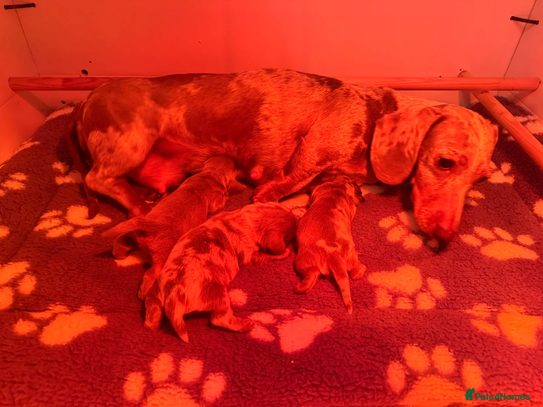 Miniature Dachshund dogs for sale: Miniature dachshunds for sale  - Advert 6