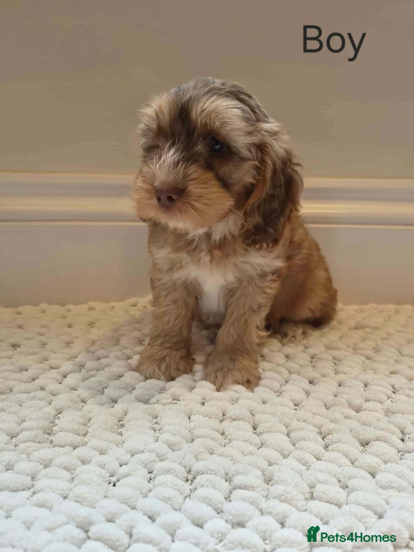 Cockapoo dogs for sale: Cockapoo puppy’s  - Advert 2