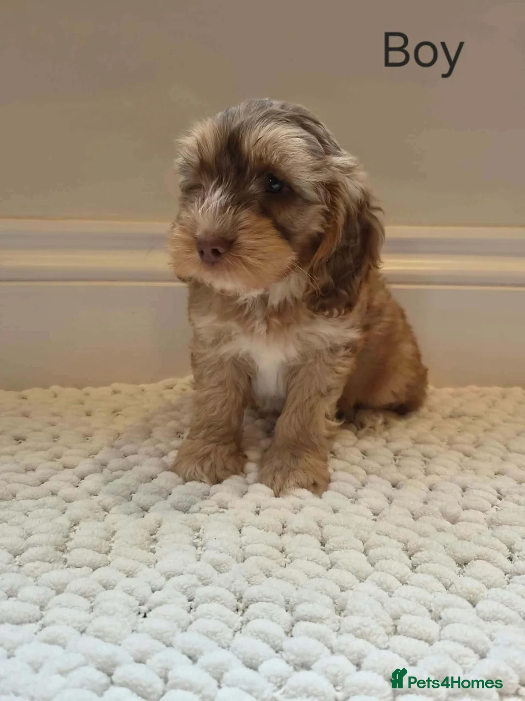 Cockapoo dogs for sale: Cockapoo puppy’s  in Hull - Advert 2