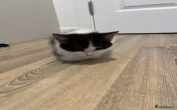 Ragdoll cats for sale: Ragdoll cross  - Image 3