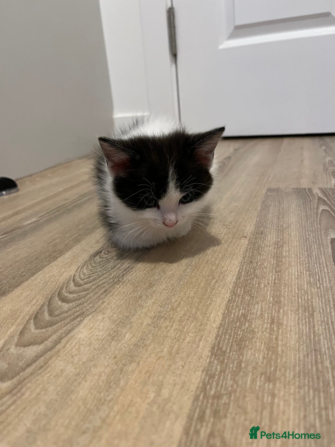 Ragdoll cats for sale: Ragdoll cross  - Image 3