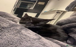 Mixed Breed cats for sale: 🐾 Adorable Black&White Kittens 🐾 - Advert 3