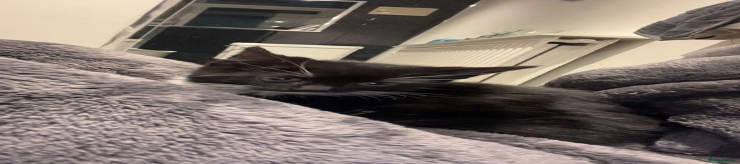 Mixed Breed Kitten 1 (Leila)