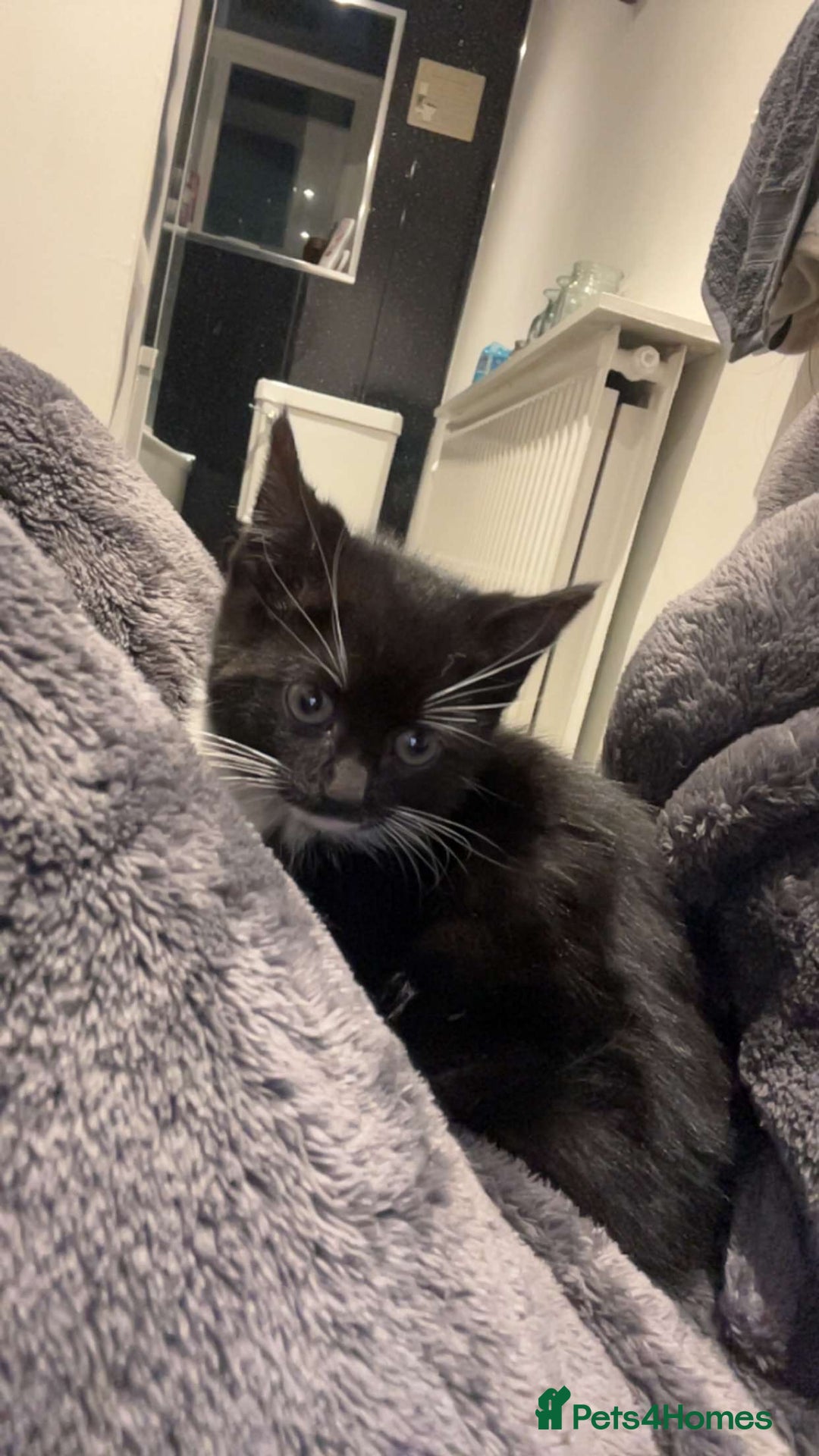 Mixed Breed cats for sale: 🐾 Adorable Black&White Kittens 🐾 - Advert 3