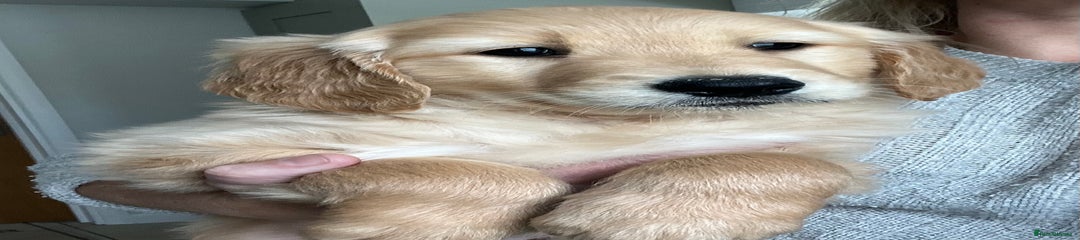 Golden Retriever Puppy 5
