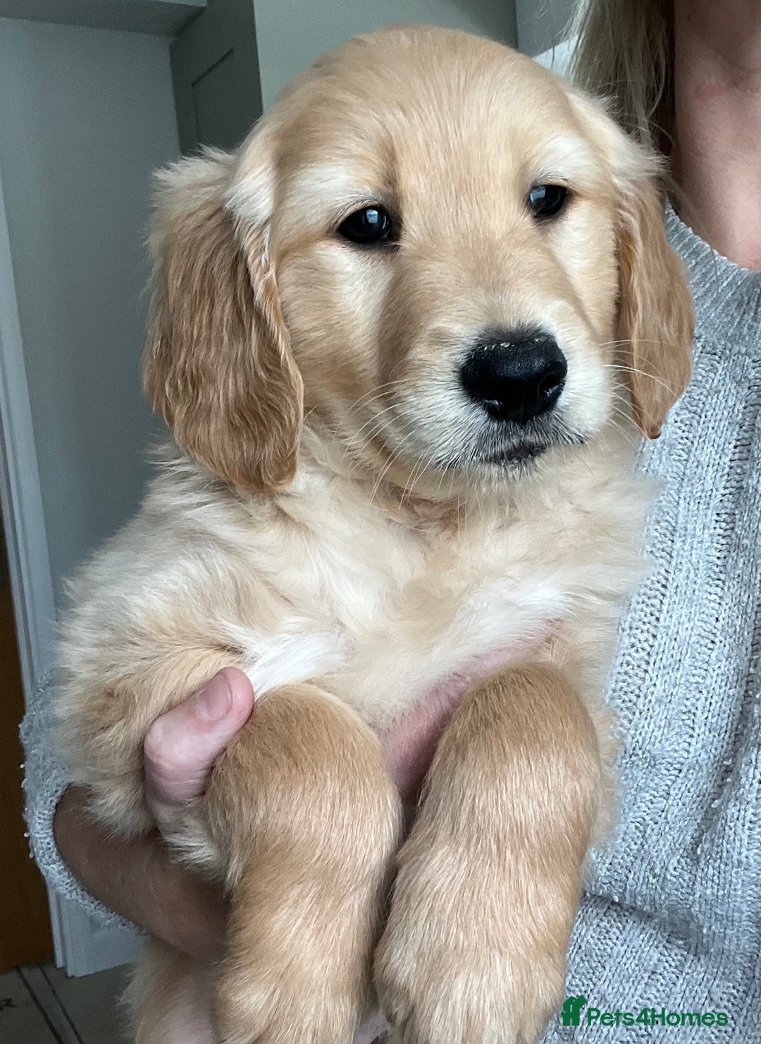 Golden Retriever dogs for sale: Beautiful Chunky KC Golden Retriever Puppies - Image 27