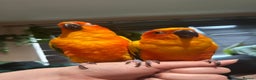 Conures birds for sale: 2 Trick trained Sun Conures  - Advert 14