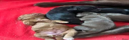 Sprocker dogs for sale: Beautiful littler of sprocker puppies  in Derby - Advert 10