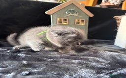 Scottish Fold cats for sale: Beautiful British Shorthair Scottish Fold Kittens - Advert 10