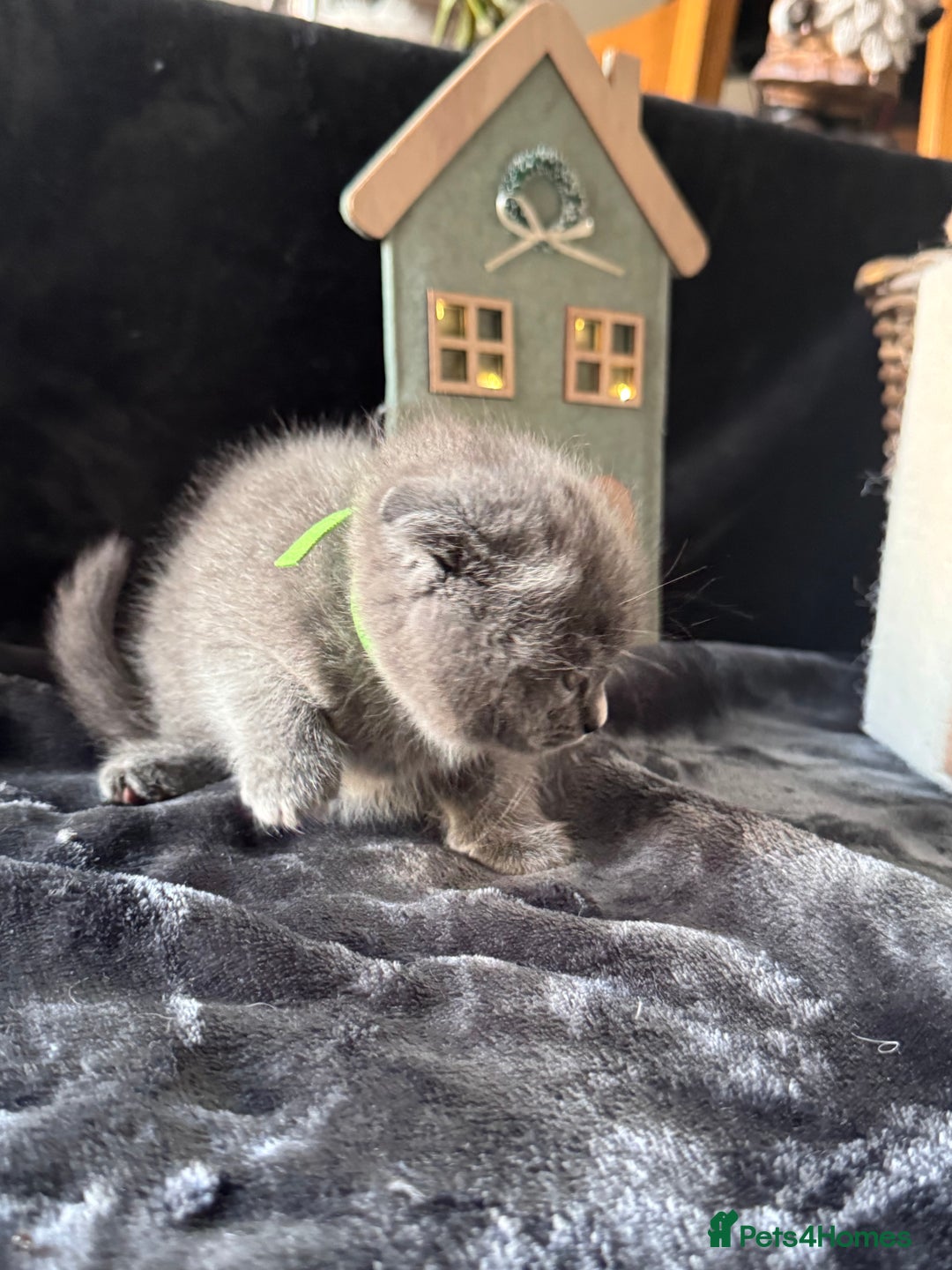 Scottish Fold cats for sale: Beautiful British Shorthair Scottish Fold Kittens - Advert 10