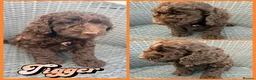 Cockapoo dogs for sale: ⭐️Beautiful F1 Cockapoo Puppies⭐️ - Advert 3