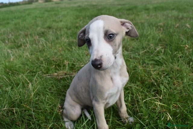 Whippet dogs Beautiful Pedigree Whippet Puppies.  - Advert 7