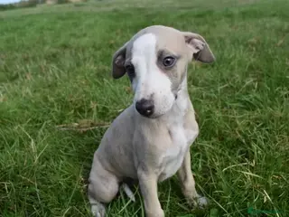 Whippet dogs Beautiful Pedigree Whippet Puppies. - Advert 7