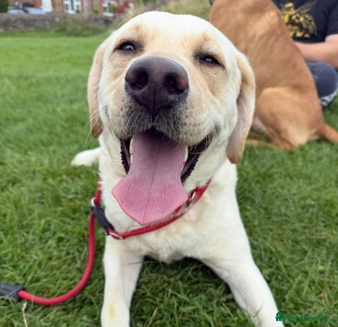 Labrador Retriever dogs for sale: Puppies Due April 2nd - Advert 7