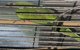 Parakeets birds for sale: 2 male Quaker parrots for sale  - Advert 7