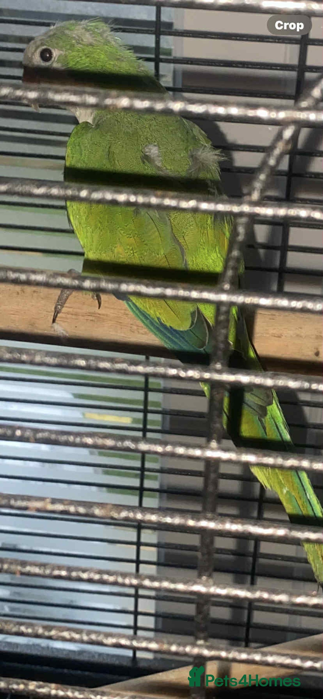Parakeets birds for sale: 2 male Quaker parrots for sale  - Advert 7