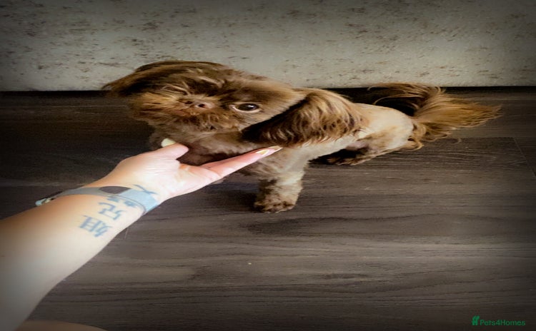 Shih Tzu dogs - Advert 2