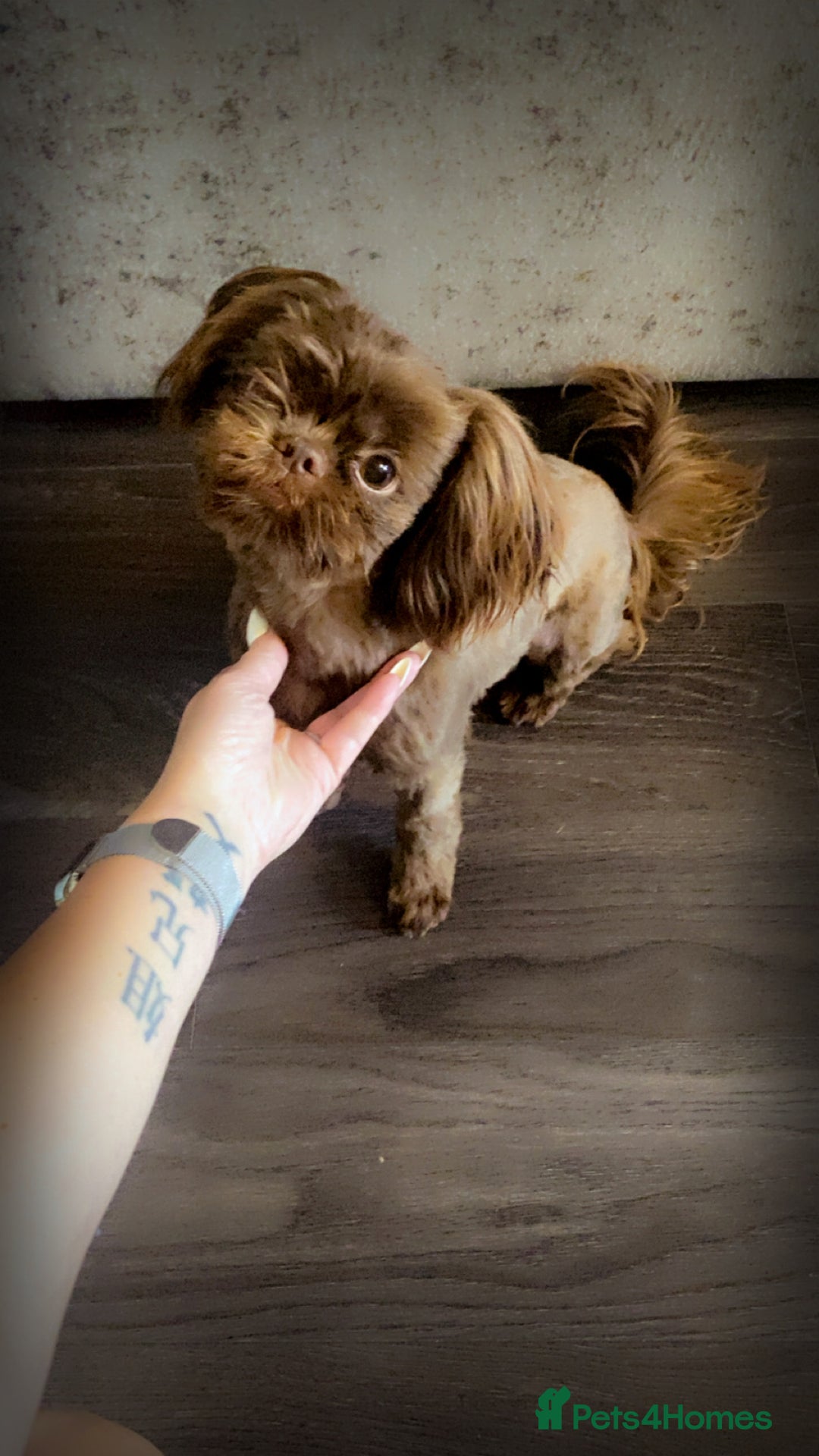 Shih Tzu dogs for sale: Chocolate Imperial Shih-Tzu Puppy - Image 1