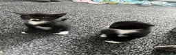 Scottish Fold cats for sale: 2 Scottish fold kittens in London - Advert 3