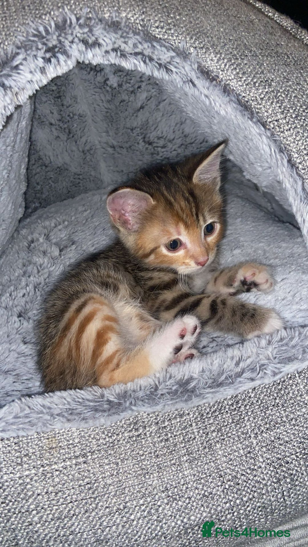 American Shorthair cats for sale: Beautiful calico kitten ready to leave now!!! - Image 2