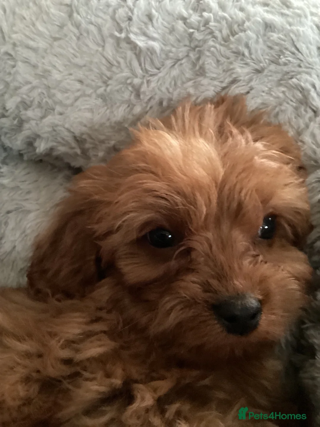 Cavapoo dogs for sale: Cavapoo  in Middlesbrough - Advert 3