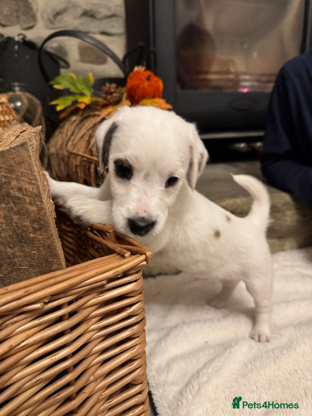Jack Russell dogs for sale: Jack Russell Puppies *Ready Now* - Image 35