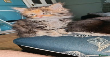Mixed Breed cats - Advert 15