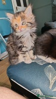 Mixed Breed cats - Advert 5