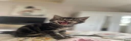Mixed Breed cats for sale: Maincoon x  in Driffield - Advert 5