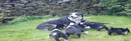 Border Collie dogs for sale: Registered Border Collie Puppies for sale - Advert 16