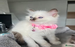 Ragdoll cats for sale: Registered Ragdoll kittens LAST GIRL HCM/PKD clear - Image 32