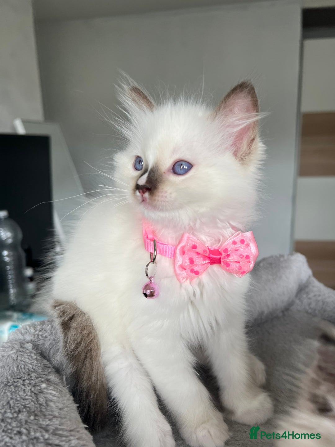 Ragdoll cats for sale: Registered Ragdoll kittens LAST GIRL HCM/PKD clear - Image 32