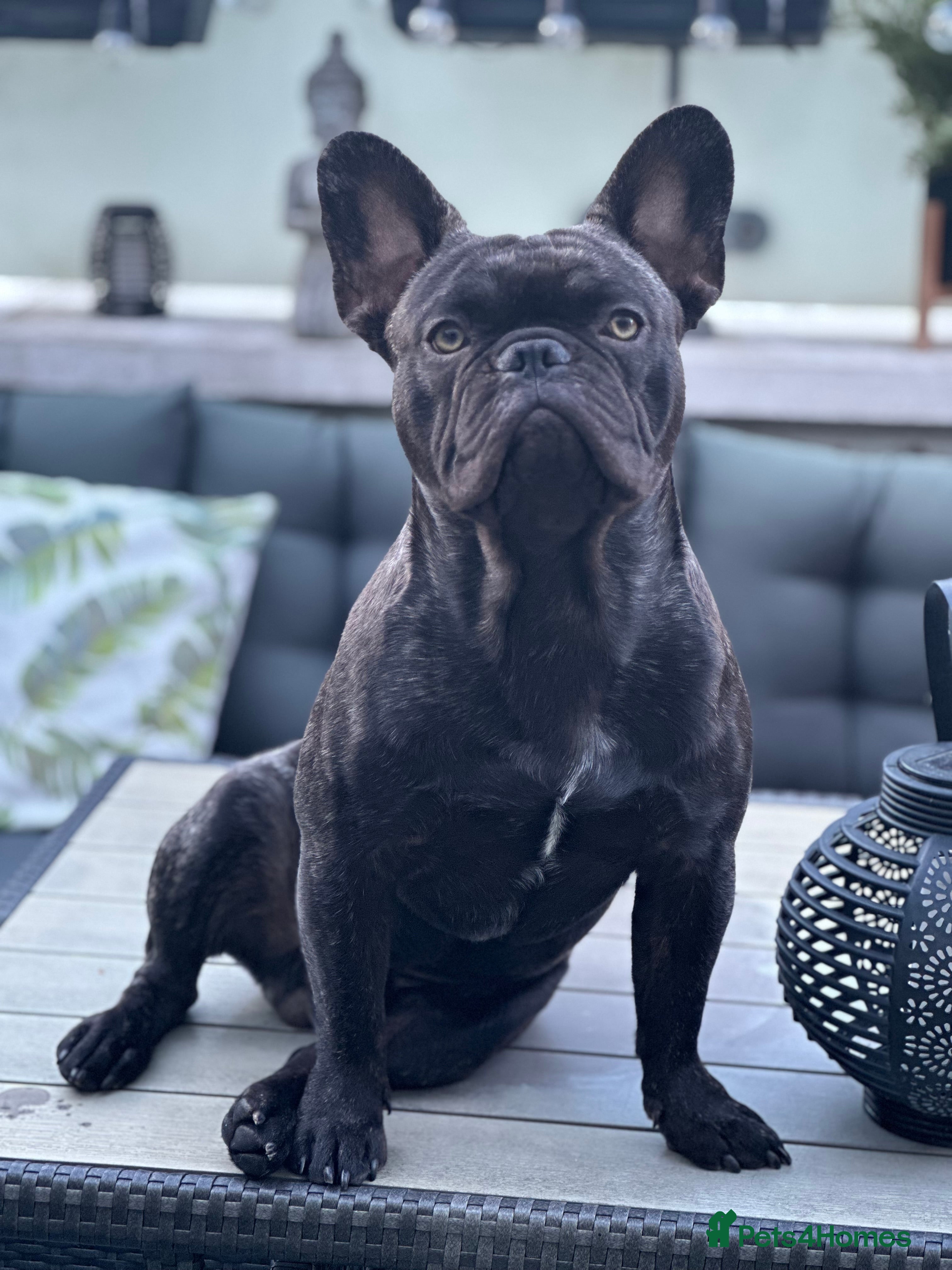 French Bulldog dogs Beautiful French bulldog stud  - Advert 2