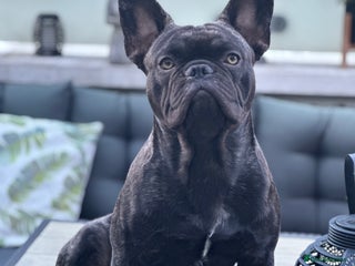 French Bulldog dogs Beautiful French bulldog stud - Advert 1