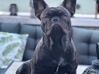French Bulldog dogs Beautiful French bulldog stud - Advert 23