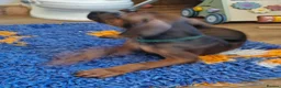 Rhodesian Ridgeback dogs for sale: K.c registered DNA clear pups  - Advert 15