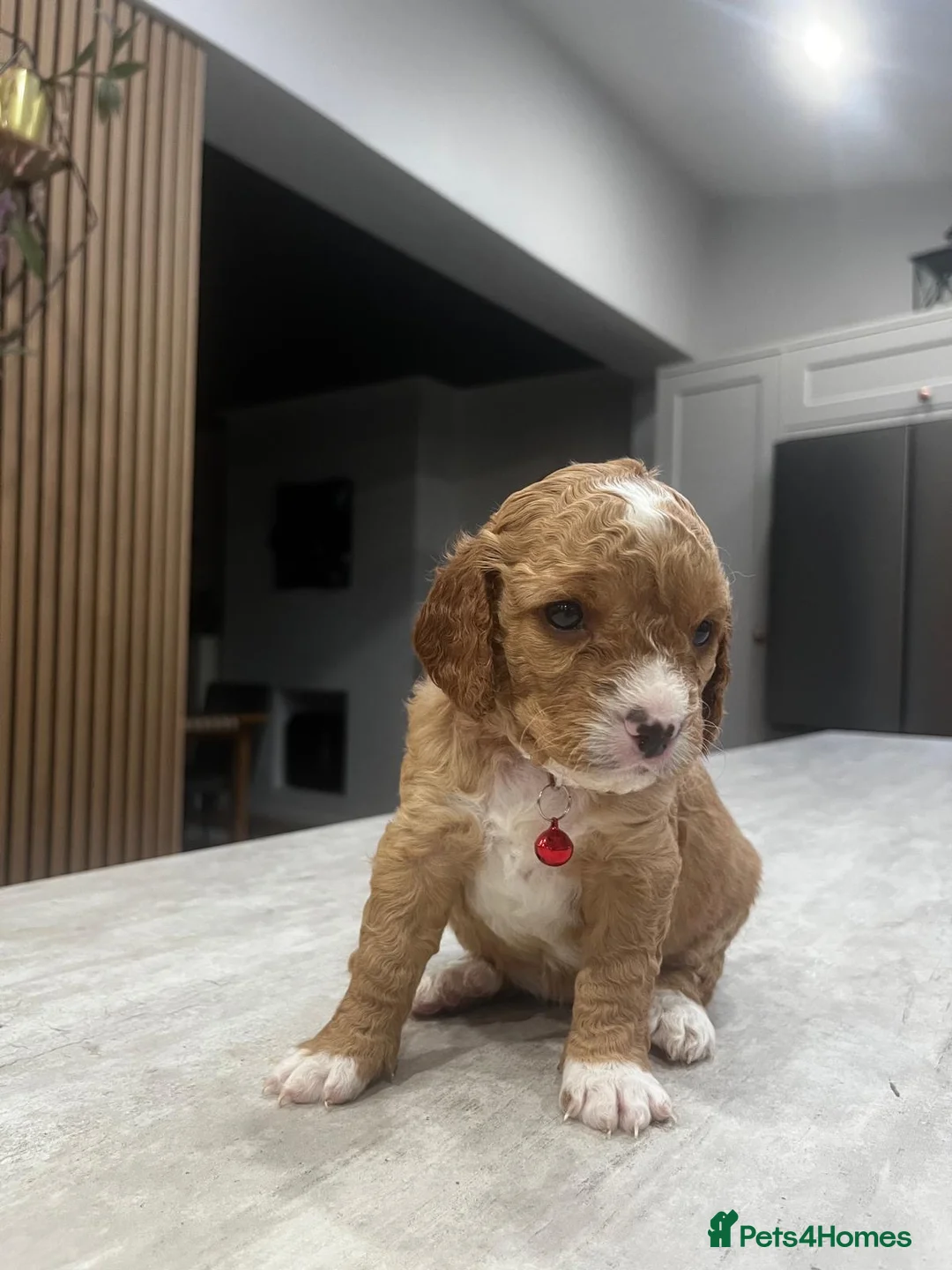 Cockapoo dogs for sale: Cockapoo puppies - Advert 9