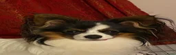 Papillon dogs for stud: Pedigree Papillon Stud Dog Available - Advert 2