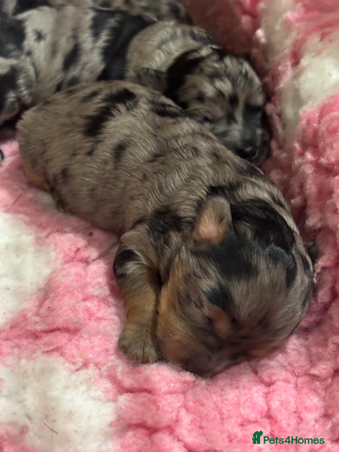 Maltipoo dogs for sale: 💎 Adorable Maltipoo Puppies ❤️ - Advert 29