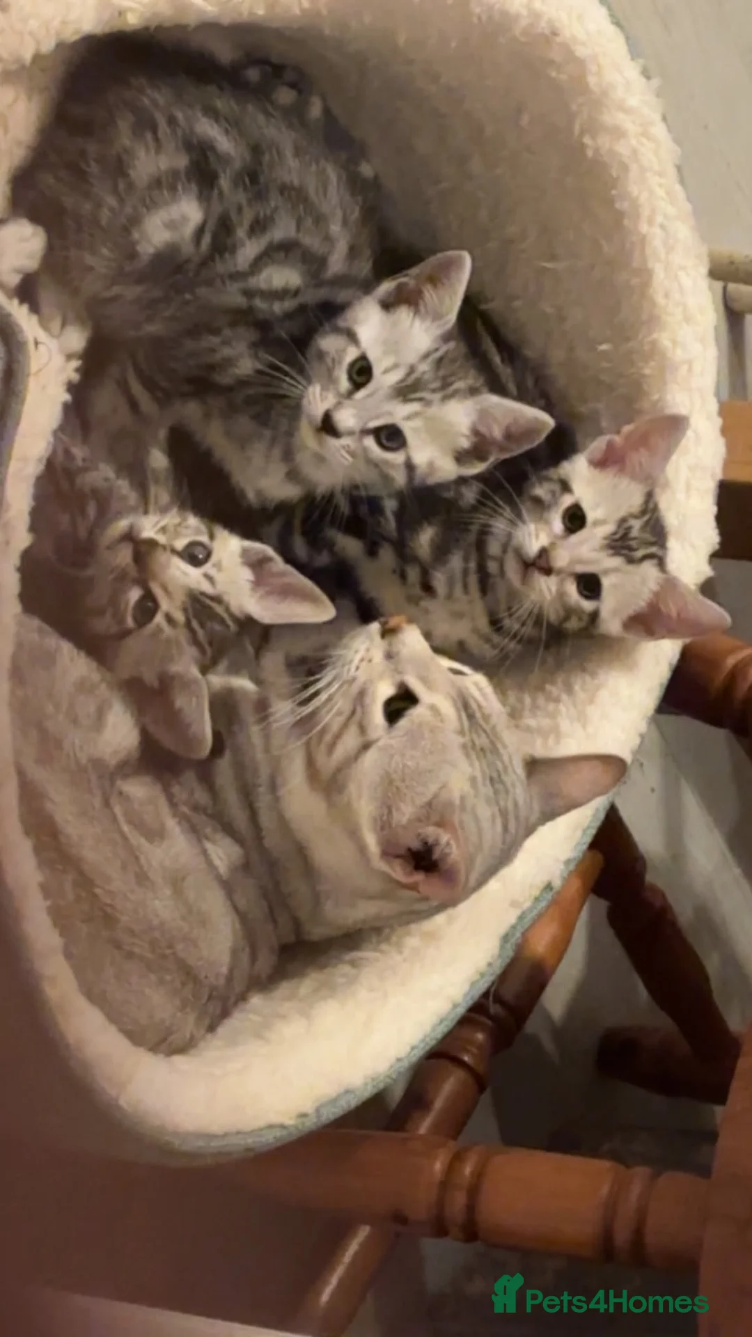 Bengal cats for stud: Bengal stud  - Advert 2