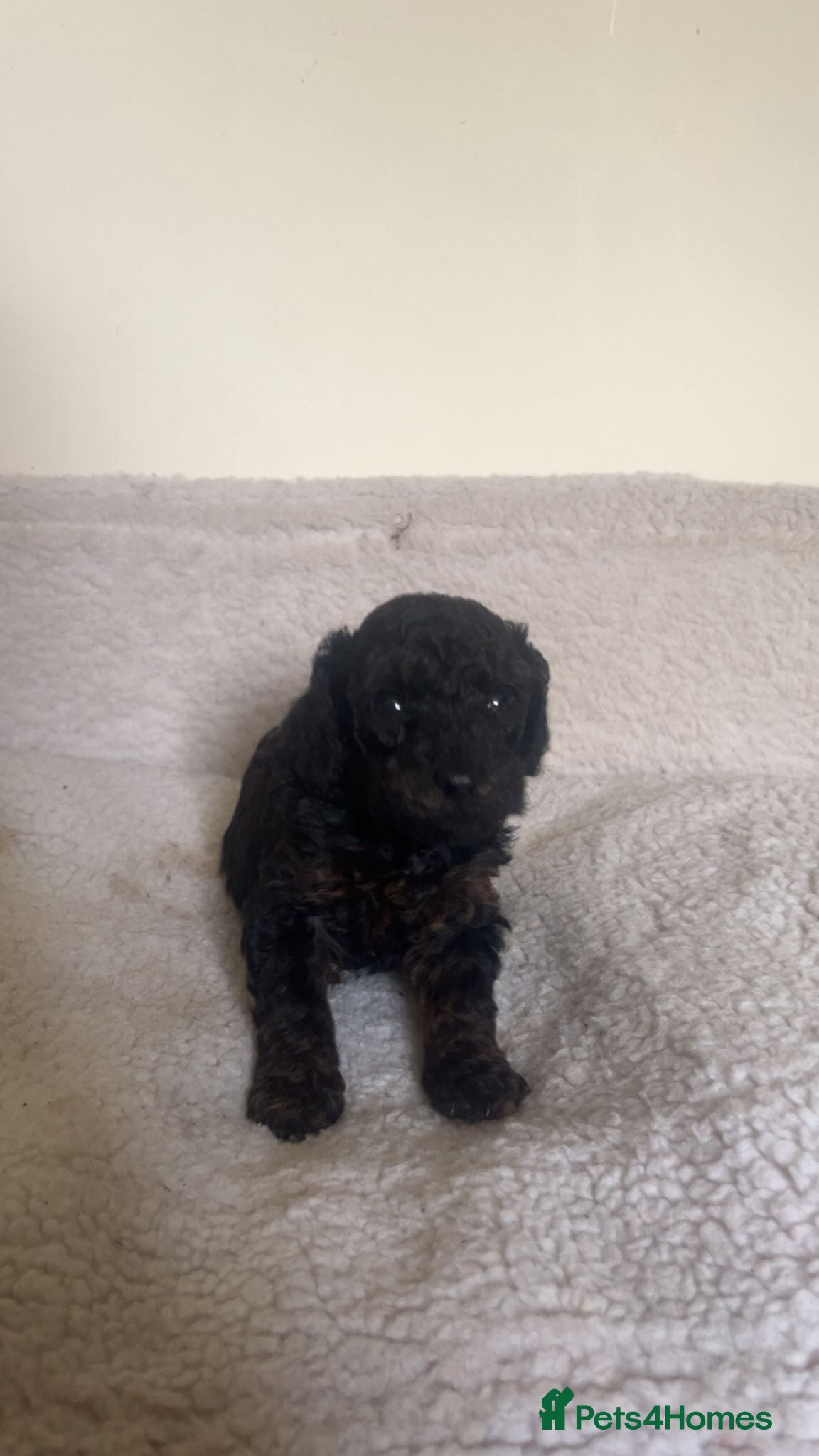 Toy Poodle dogs Toy poodle - Advert 2