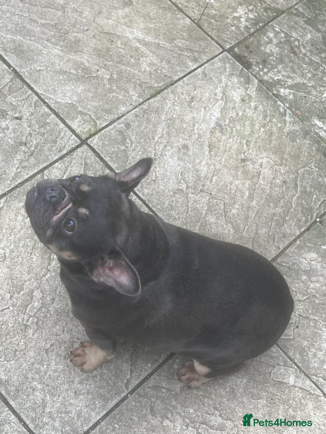 French Bulldog dogs for sale: French bulldog female for sale  - Advert 1