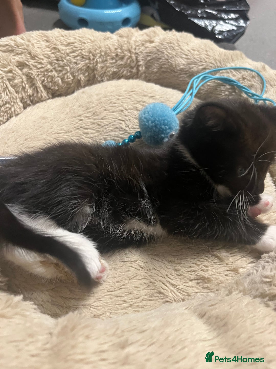 Mixed Breed cats for sale: 🐾 Handsome 6 week Blue eyed Tuxedo Boy  - Advert 2