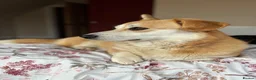 Welsh Corgi Pembroke dogs for sale: KC Registered Pembroke Welsh Corgi Puppies - Advert 6