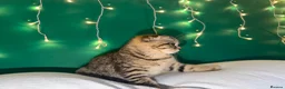 Scottish Fold cats for sale: Beautiful Scottish Fold & Straight Female Kittens - Advert 12