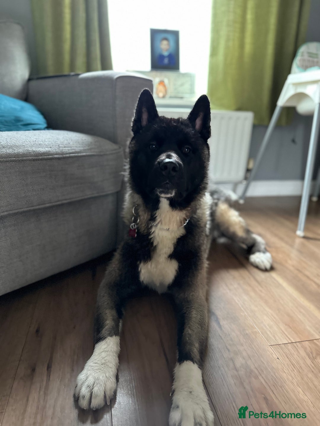 Akita dogs for sale: 4 year old Akita  - Image 22