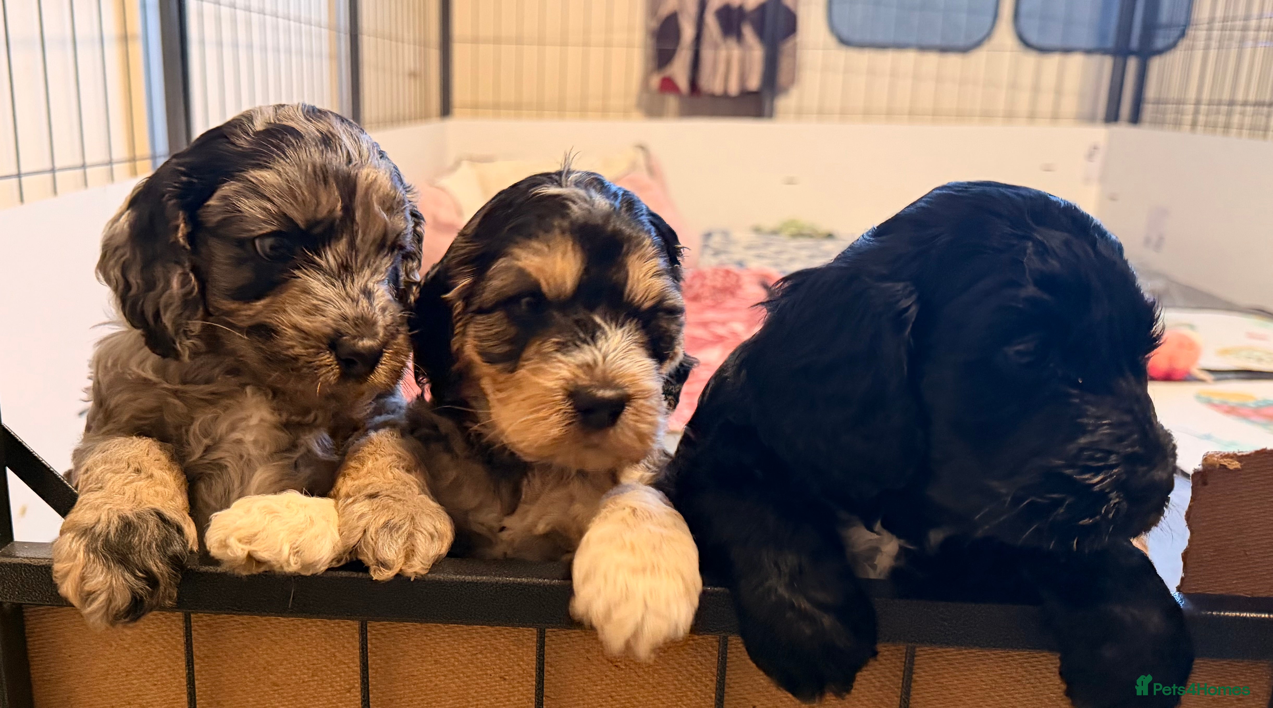 Cockapoo dogs F1 Cockapoo Puppies - Advert 13