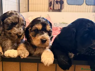 Cockapoo dogs F1 Cockapoo Puppies - Advert 13