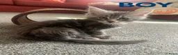 Maine Coon cats for sale: Stunning Maincoon kittens/ready from July 11th - Advert 8